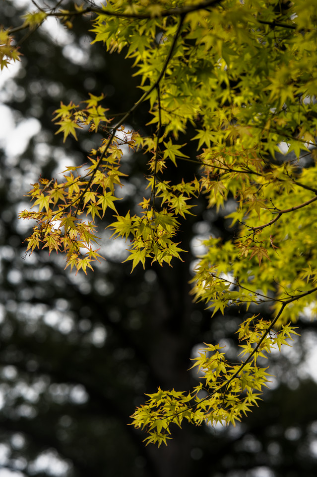 Hakone Gardens - Maple Leaves I