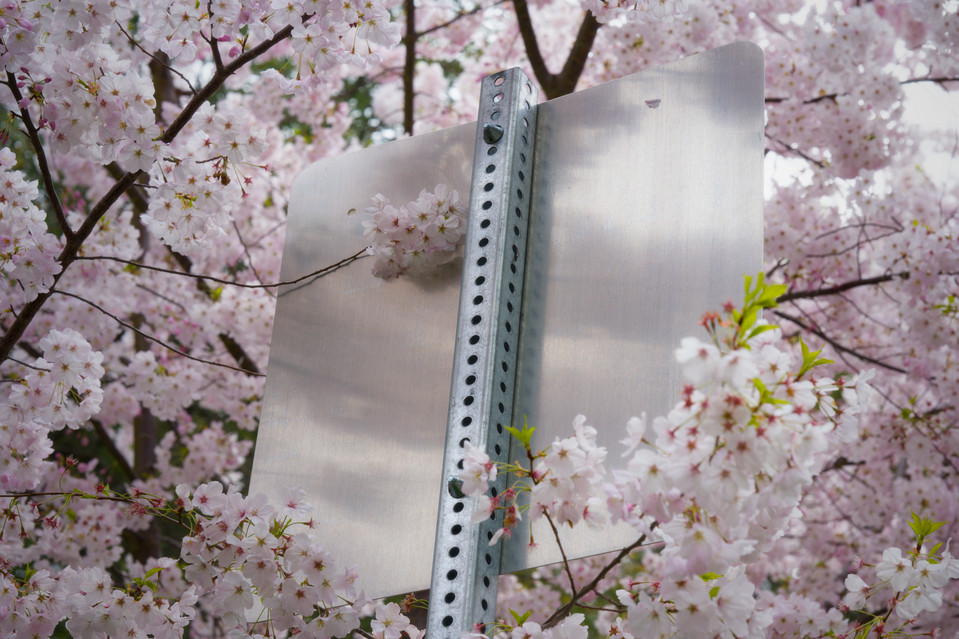 Hakone Gardens - Signpost Blossoms