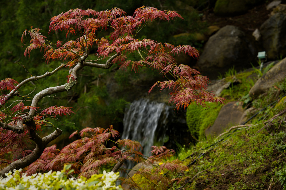 Hakone Gardens - Waterfall I