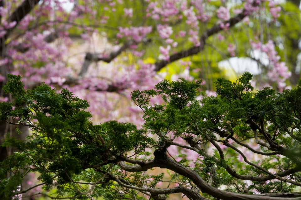 Hakone Gardens - Weeping Blossoms II