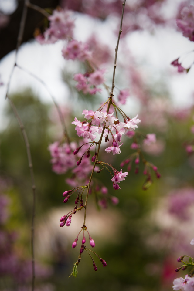 Hakone Gardens - Weeping Blossoms I