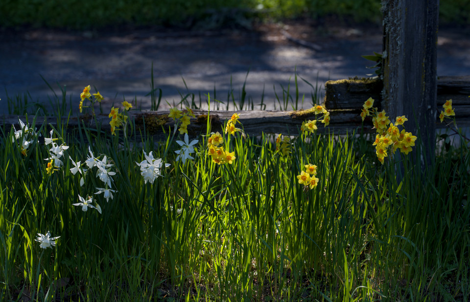 Hidden Villa - Daffodils I