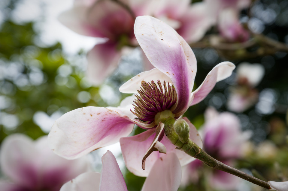 SF Botanical Garden - Magnolia