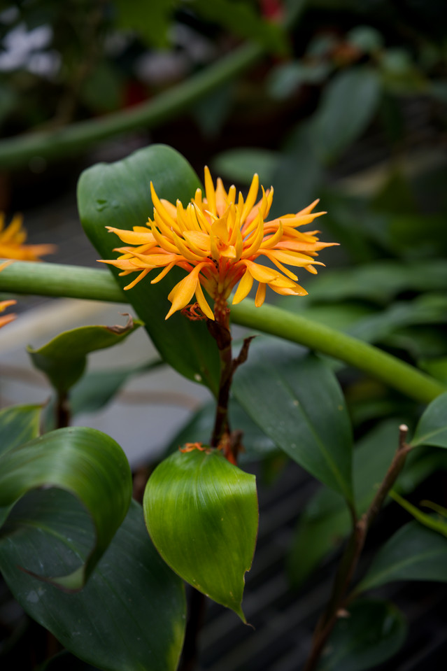 SF Conservatory of Flowers - Golden Brush Ginger