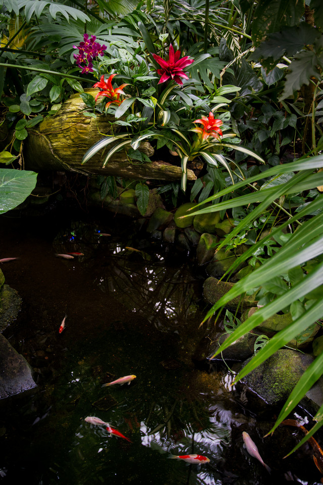 SF Conservatory of Flowers - Tropical Flora and Fish