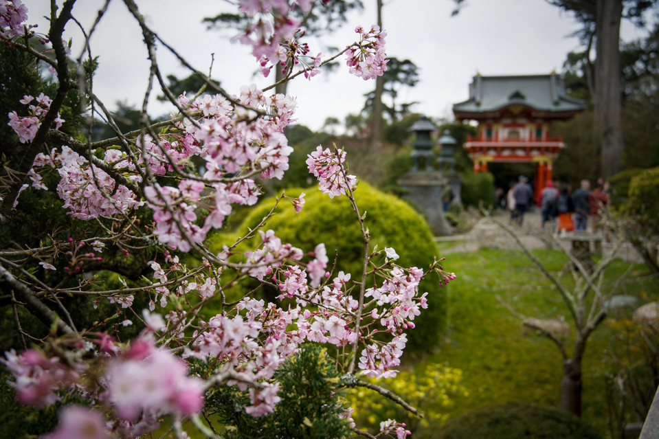 SF Japanese Tea Garden - Cherry Blossoms II