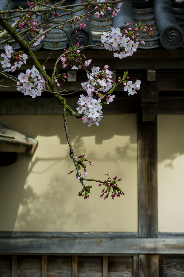 SF Japanese Tea Garden - Cherry Blossoms I