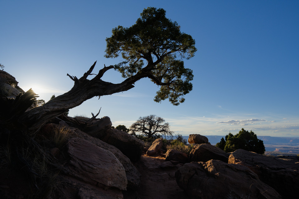 Grand View Point - Tree Above the Trail