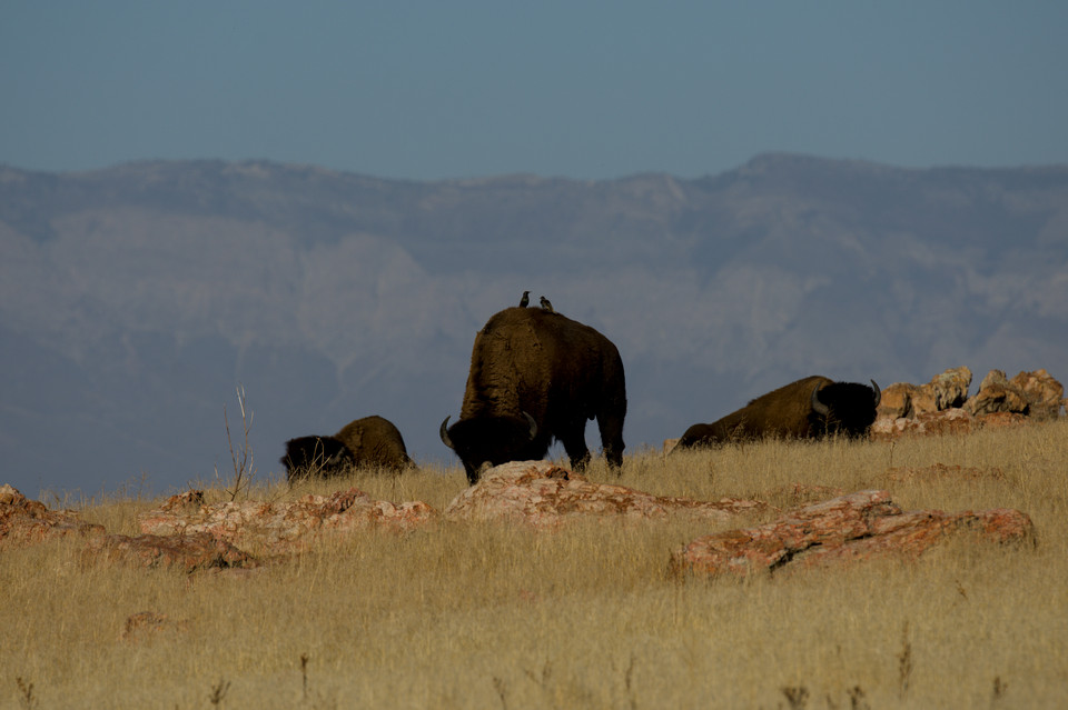 Antelope Island - Birds and Bison