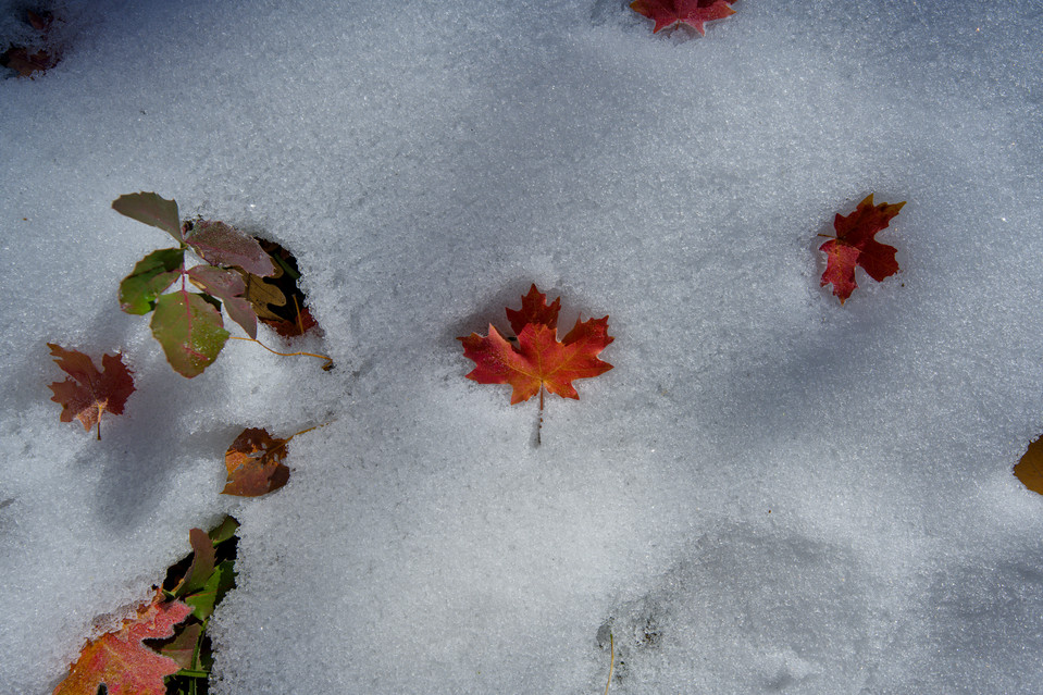 Bell Canyon - Fresh Snow, Fresh Leaves