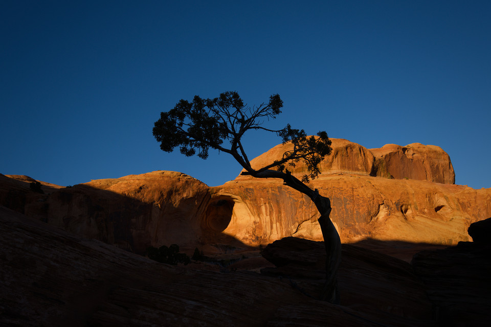 Corona Arch - Bowtie Arch and Tree