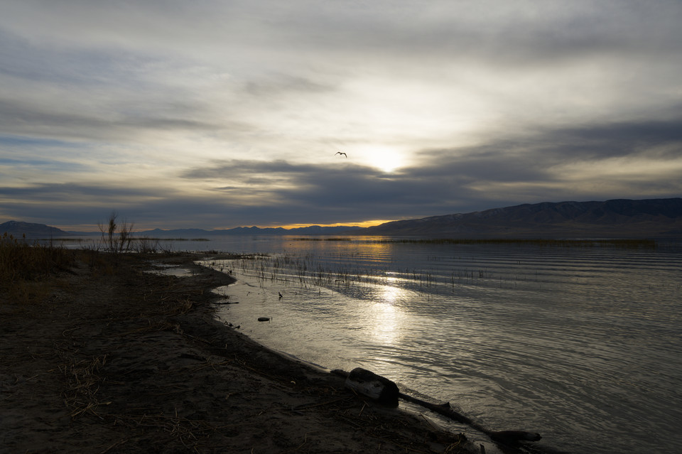 Utah Lake - Bird at Sunset