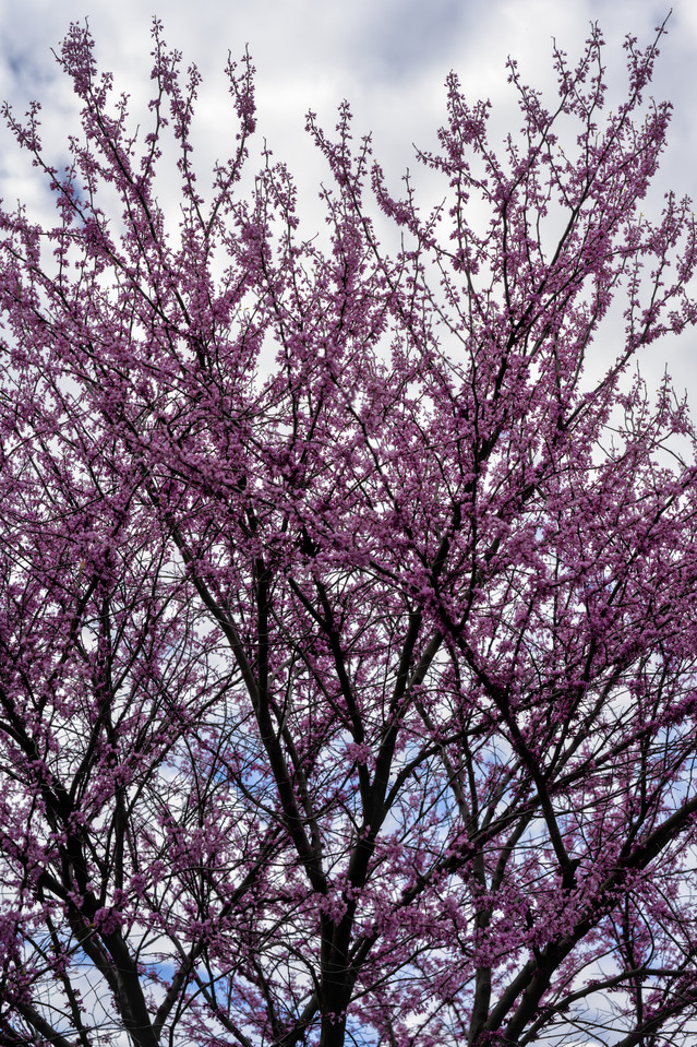 National Mall - Blossoms
