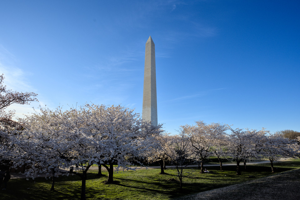 National Mall - Cherry Blossom Grove