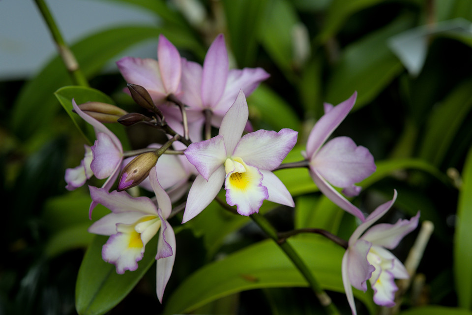 Smithsonian American Art Museum - Appleblossom Orchid