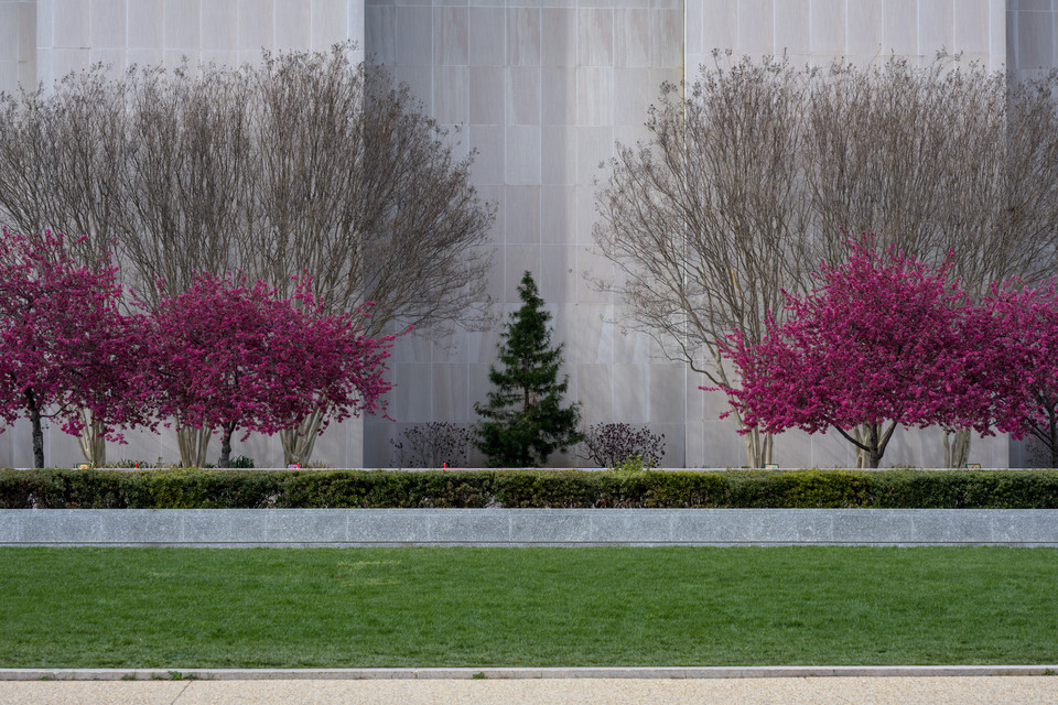 Smithsonian National Museum of American History - Symmetric Trees