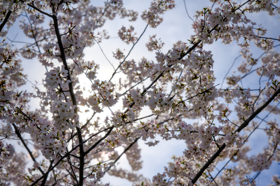 Tidal Basin - Backlit Blossoms