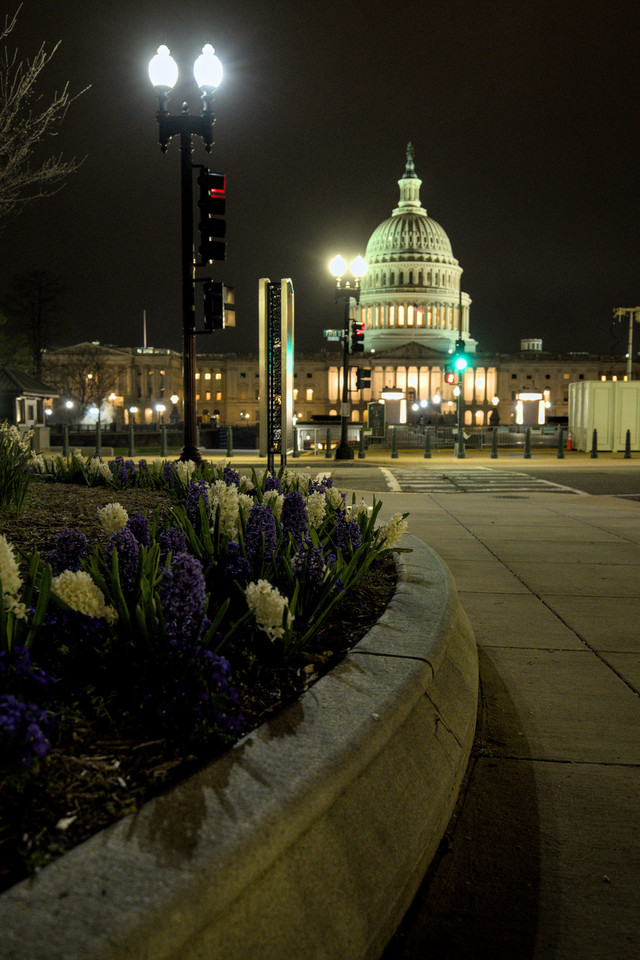 Capitol - Nighttime Flowers