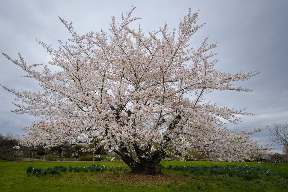 National Arboretum - Cherry Blossom