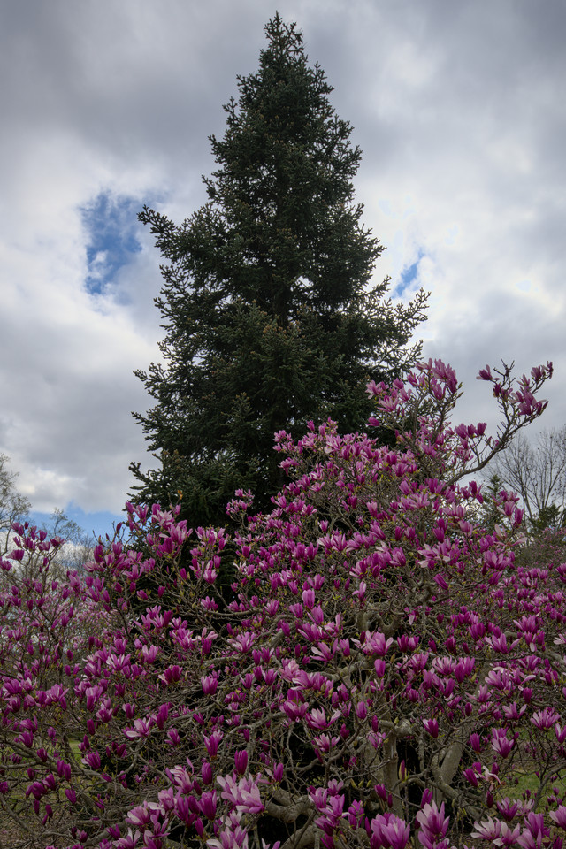 National Arboretum - Magnolias and Tree