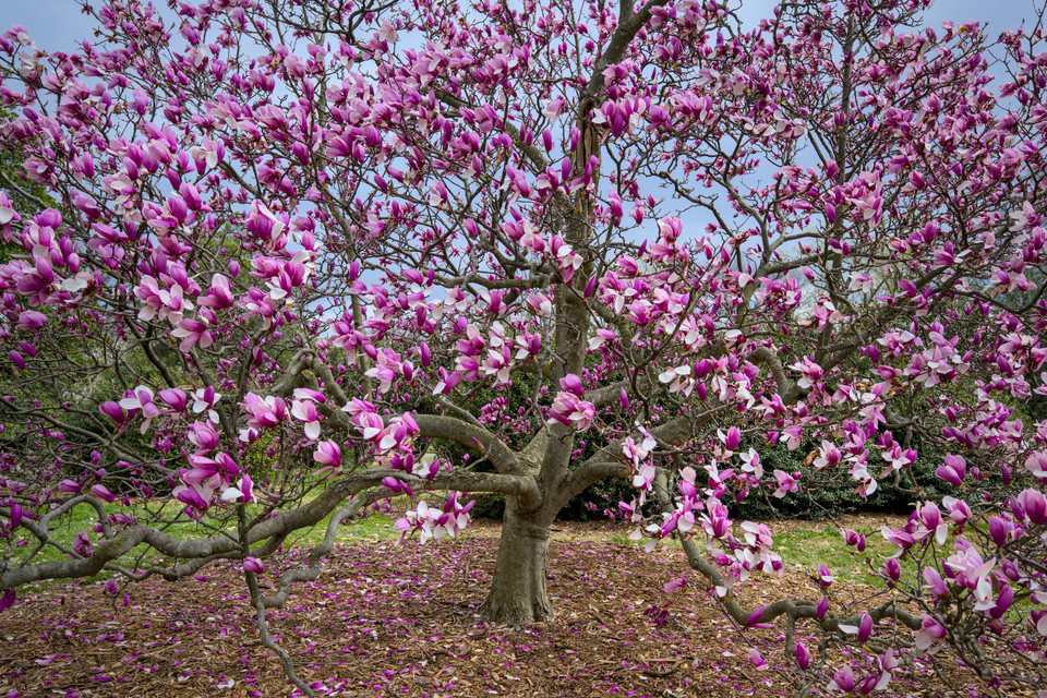 National Arboretum - Magnolias