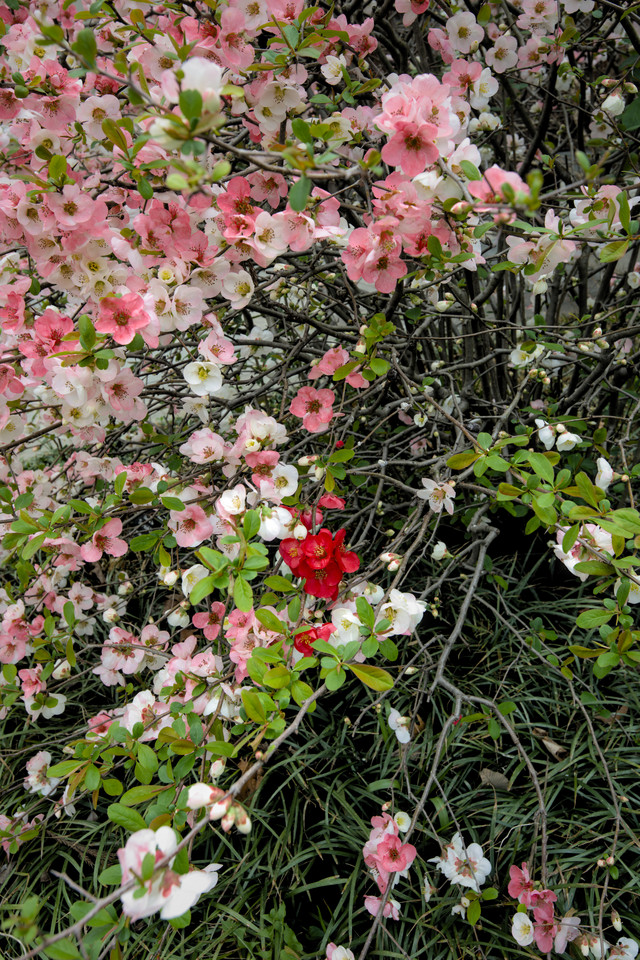 National Bonsai and Penjing Museum - Flowering Quince