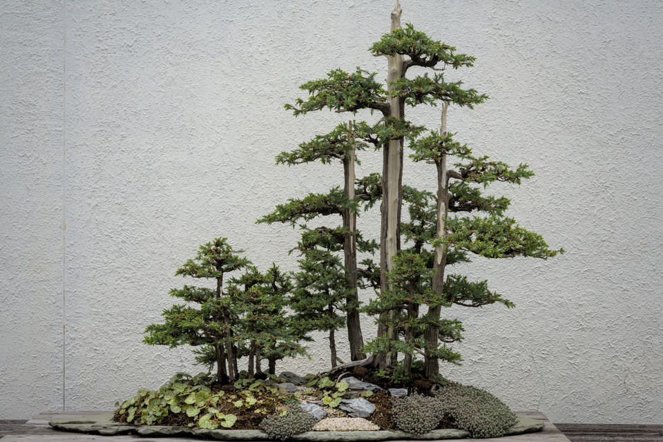 National Bonsai and Penjing Museum - Forest Path