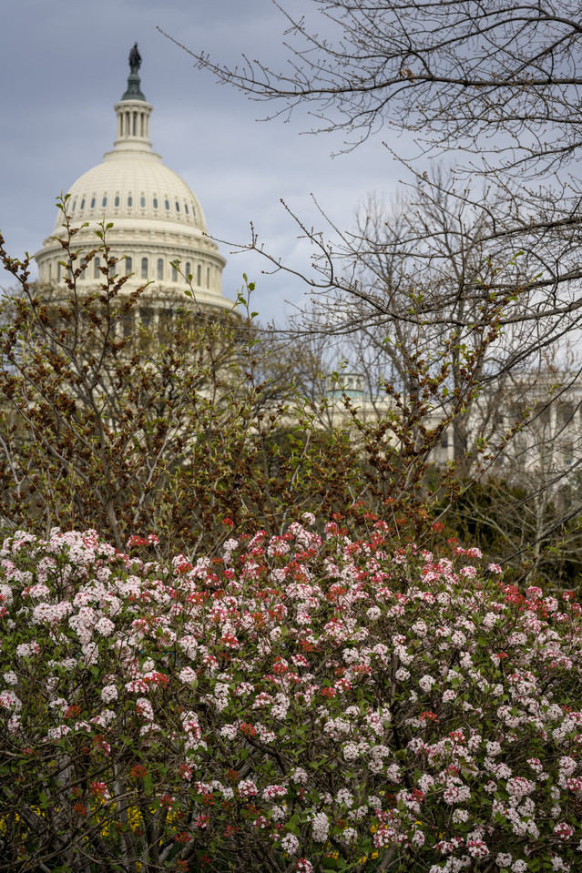 United States Botanic Garden - Capitol View