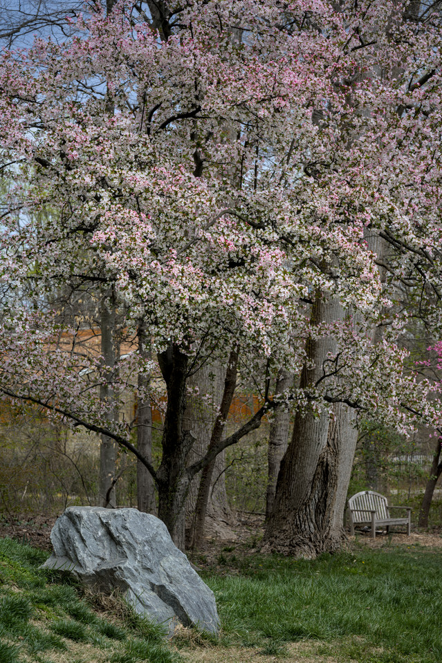 Brookside Gardens - Apple Blossoms