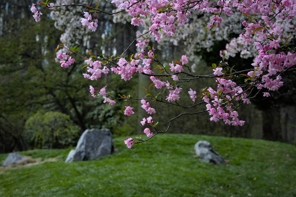 Brookside Gardens - Blossoms and Rocks