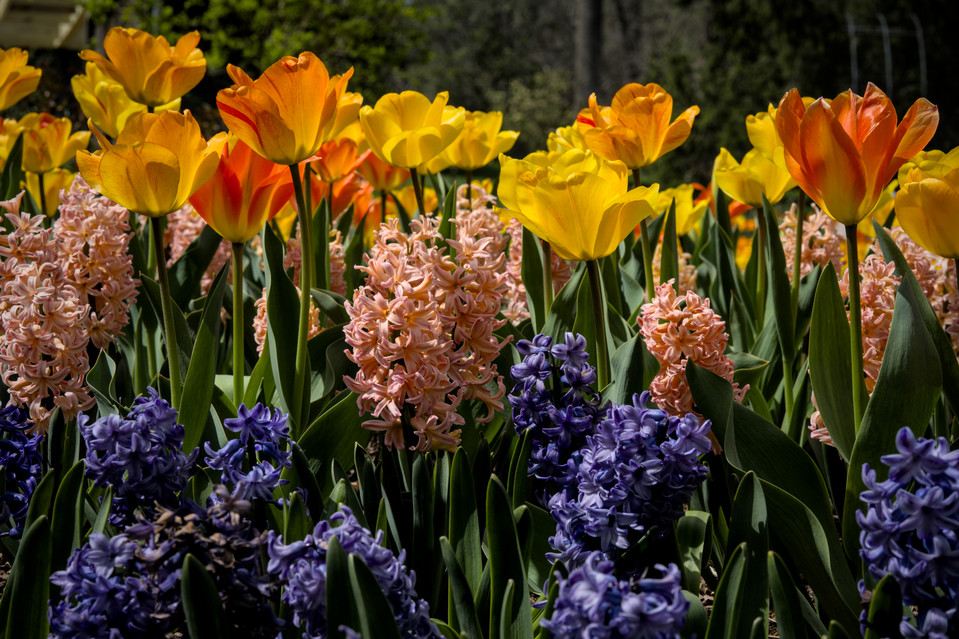 Brookside Gardens - Flowers in Bloom