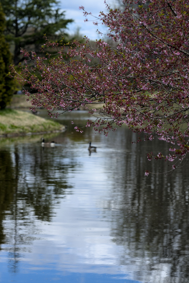 Brookside Gardens - Pond