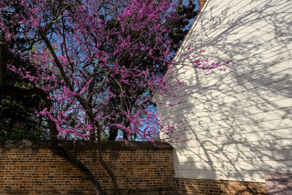 Mount Vernon - Blossom and Shadows
